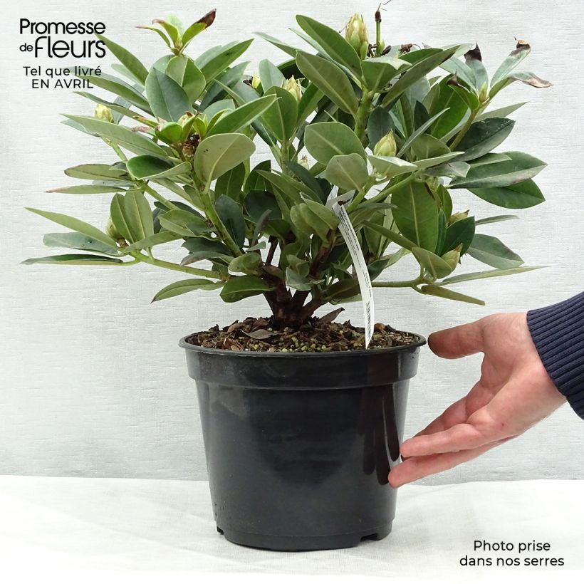 Rhododendron yakushimanum Dream Land Maceta 3L/4L Ejemplar entregado en la primavera