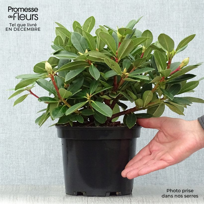 Rhododendron yakushimanum Dream Land Maceta 3L/4L Ejemplar entregado en invierno