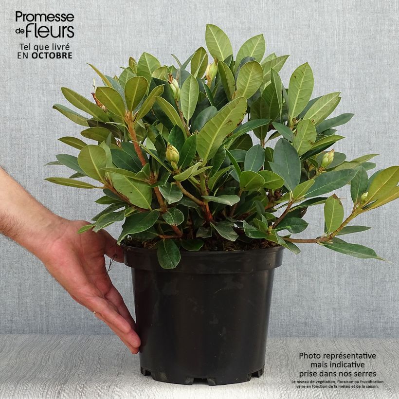 Ejemplar de Rhododendron yakushimanum Dream Land Maceta 3L/4L entregado en otoño