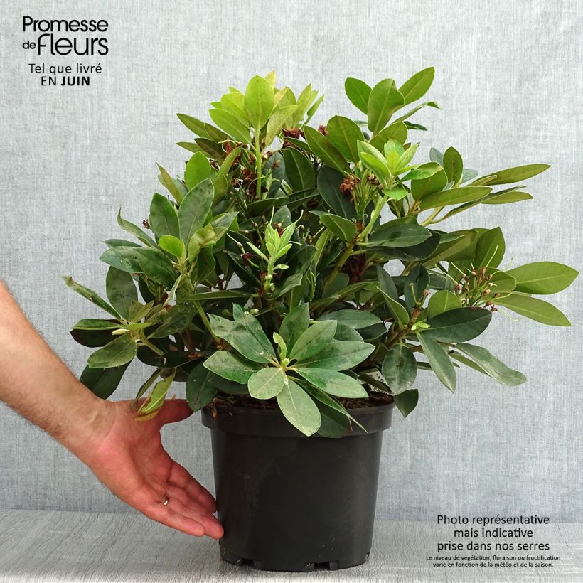 Ejemplar de Rhododendron yakushimanum Dream Land Maceta 3L/4L entregado en verano