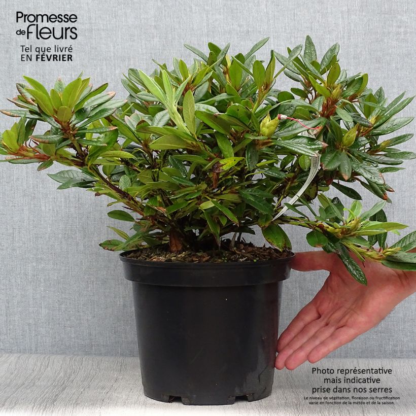 Ejemplar de Rhododendron Elisabeth Maceta 4L/5L entregado en otoño