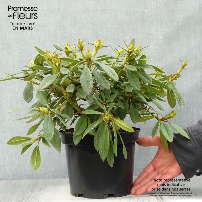 Rhododendron Elisabeth Maceta 4L/5L Ejemplar entregado en la primavera