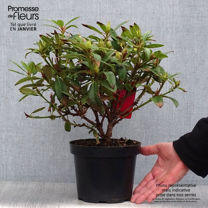 Rhododendron Elizabeth Red Foliage Maceta 2L/3L Ejemplar entregado en invierno