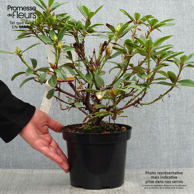 Rhododendron Elizabeth Red Foliage Maceta 2L/3L Ejemplar entregado en la primavera