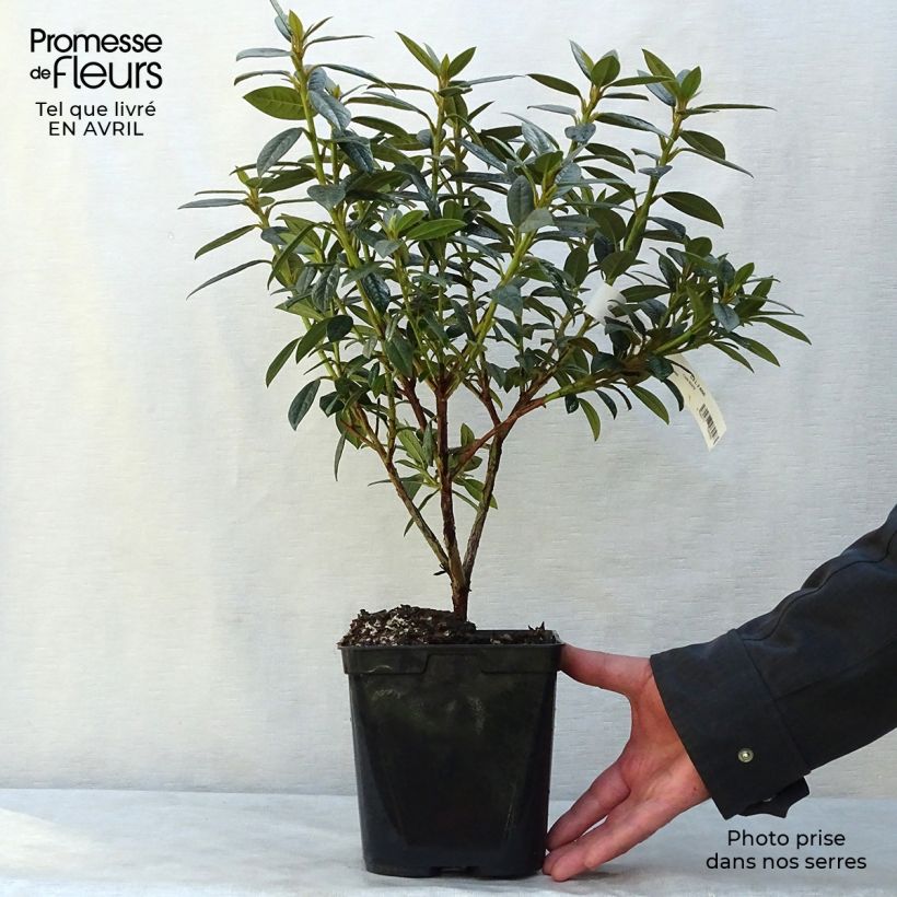 Rhododendron Fragrantissimum Maceta 3L/4L Ejemplar entregado en la primavera