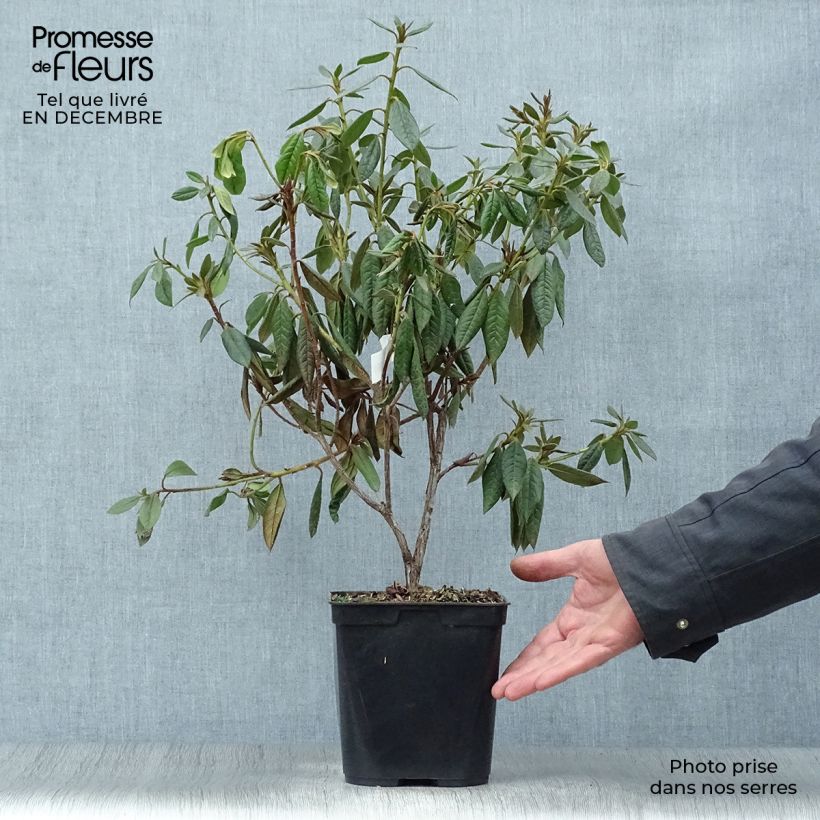 Rhododendron Fragrantissimum Maceta 3L/4L Ejemplar entregado en invierno
