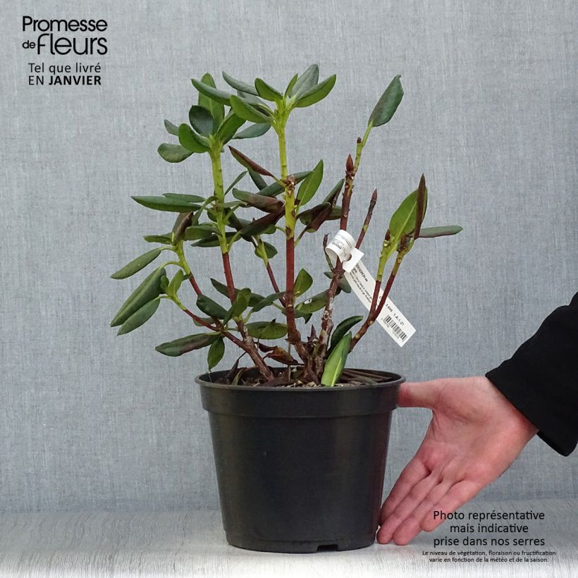 Rhododendron Gedser Gold Maceta 4L/5L Ejemplar entregado en invierno
