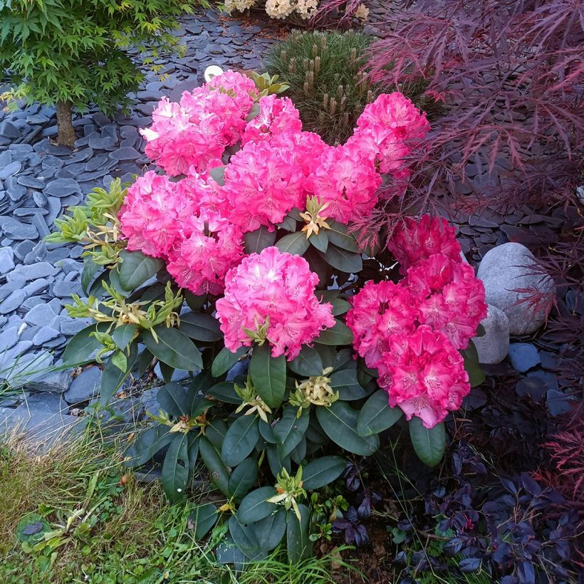 Rhododendron Germania (Porte)