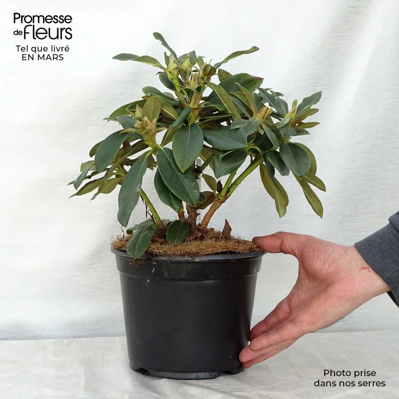 Rhododendron yakushimanum Golden Torch Maceta 3L/4L Ejemplar entregado en la primavera