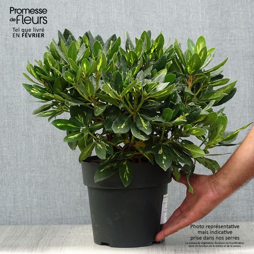 Ejemplar de Rhododendron Goldflimmer Maceta 3L/4L entregado en otoño