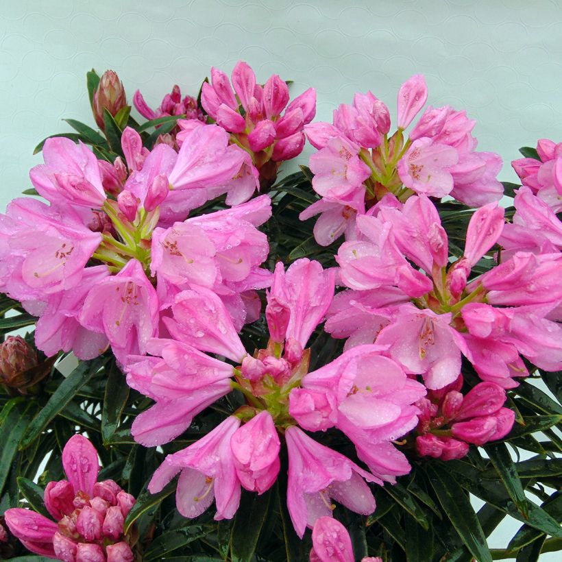 Rhododendron Rhododendron Graziella (Floración)
