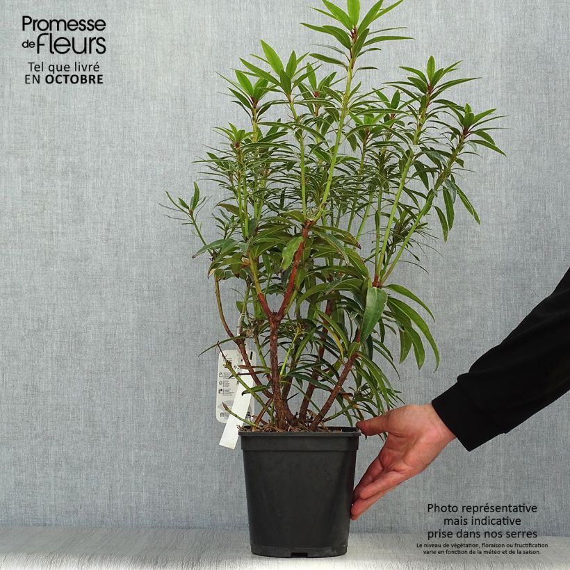 Ejemplar de Rhododendron Rhododendron Graziella Maceta 3L/4L entregado en otoño