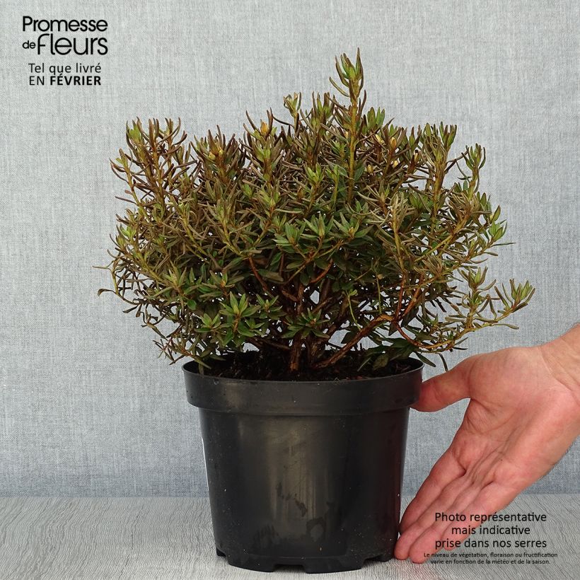 Ejemplar de Rhododendron Gristede Maceta 2L/3L entregado en otoño