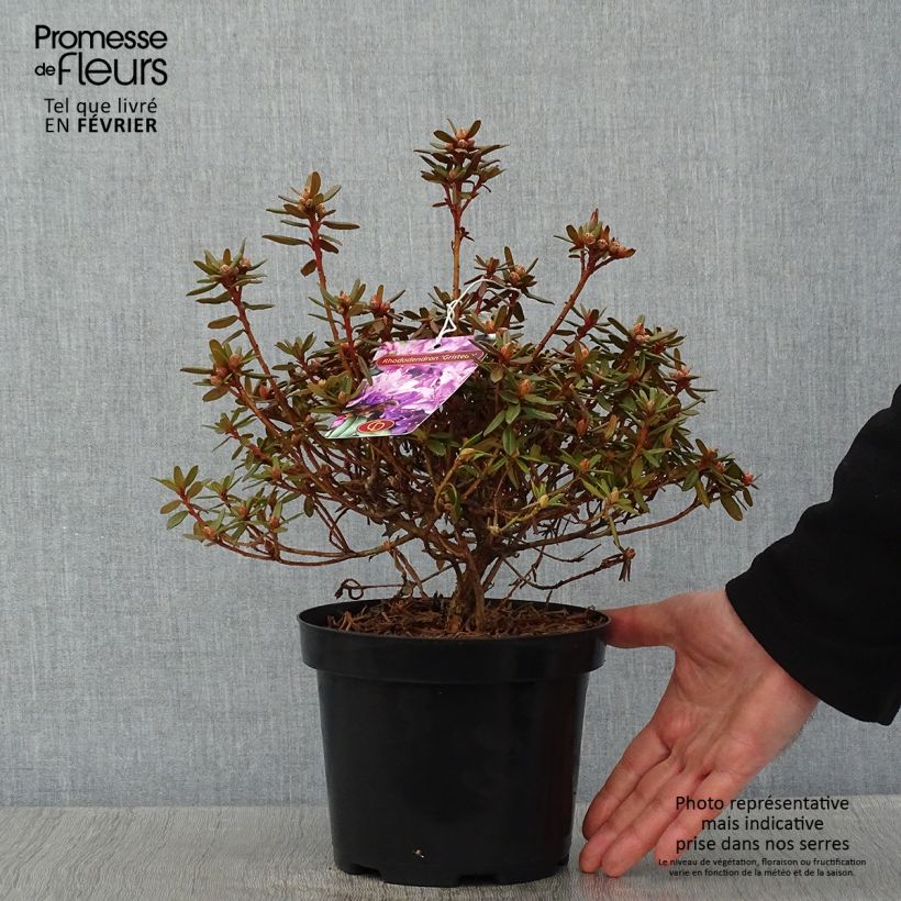 Rhododendron Gristede Maceta 2L/3L Ejemplar entregado en invierno