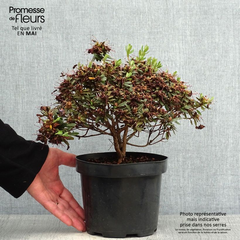 Rhododendron Gristede Maceta 2L/3L Ejemplar entregado en la primavera