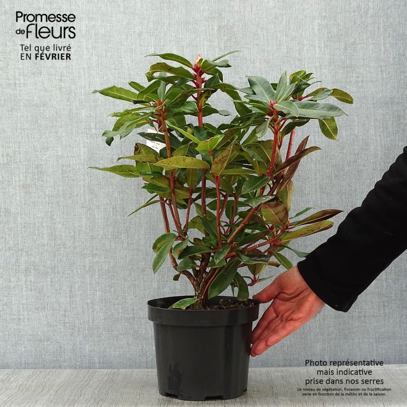 Rhododendron Halfdan Lem Maceta 4L/5L Ejemplar entregado en invierno