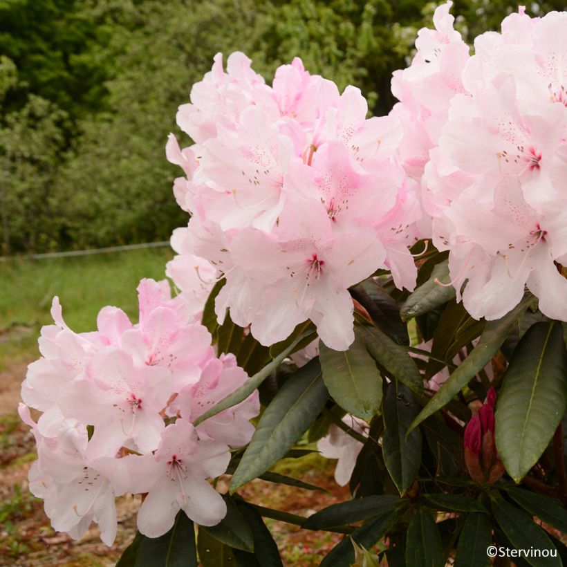 Rhododendron Halopeanum (Floración)