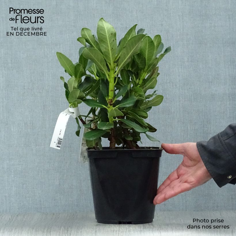 Rhododendron Horizon Monarch Maceta 4L/5L Ejemplar entregado en invierno