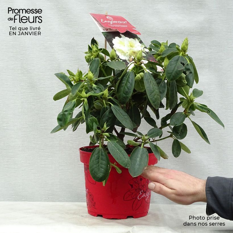 Rhododendron INKARHO Bellini Maceta 4L/5L Ejemplar entregado en invierno