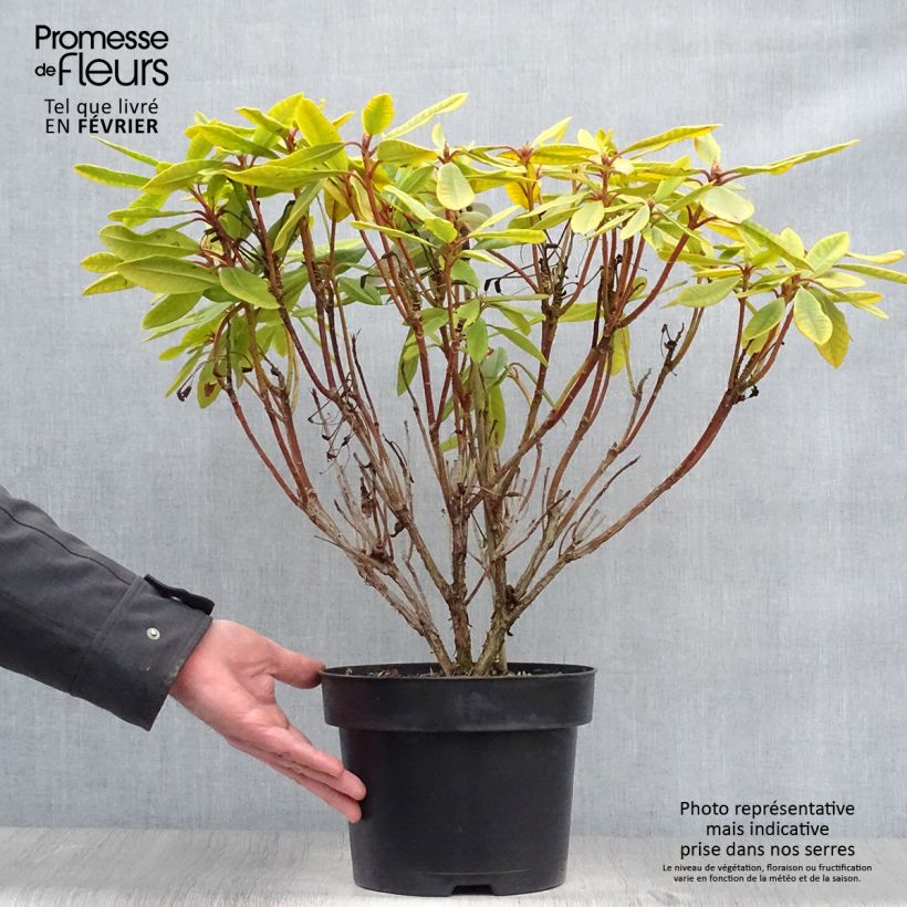 Rhododendron INKARHO Bernstein Maceta 4L/5L Ejemplar entregado en invierno