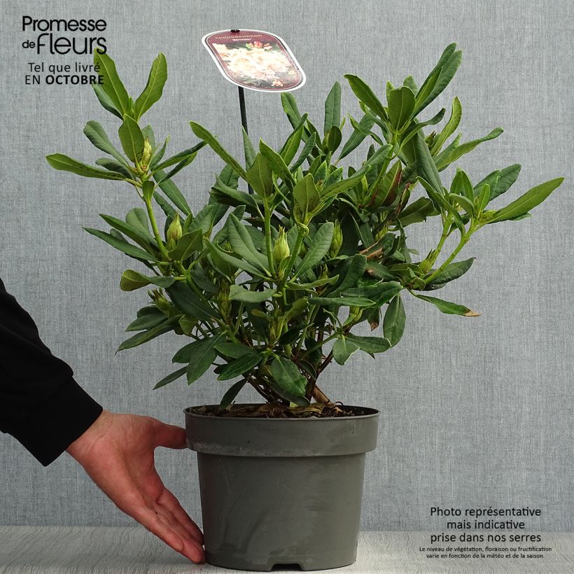 Ejemplar de Rhododendron INKARHO Bernstein Maceta 4L/5L entregado en otoño