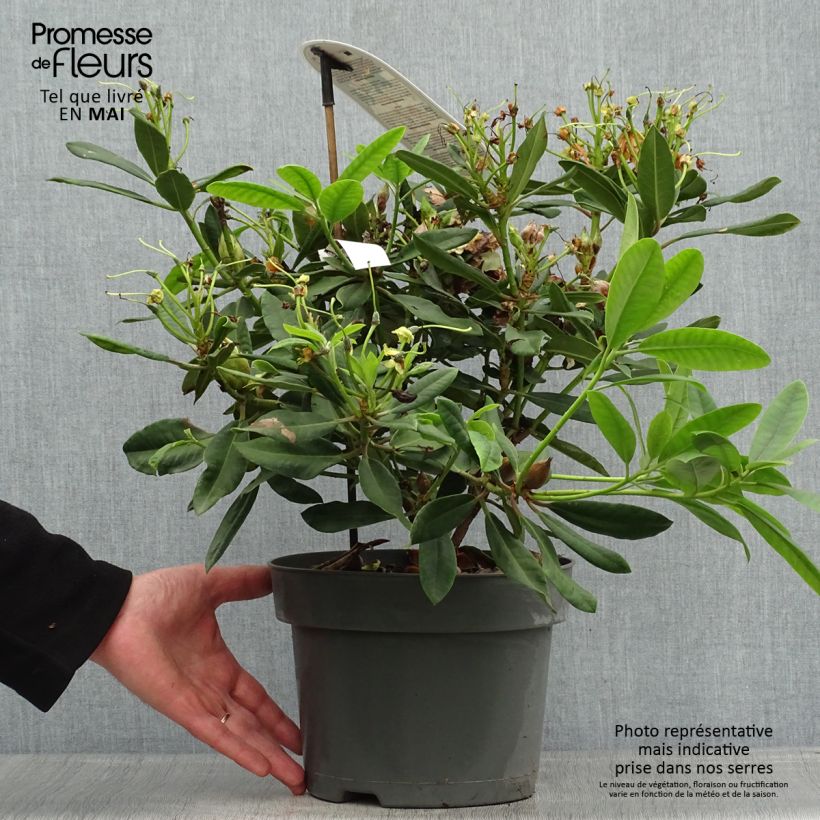 Rhododendron INKARHO Bernstein Maceta 4L/5L Ejemplar entregado en la primavera