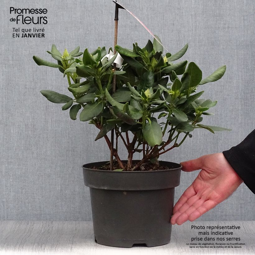 Rhododendron INKARHO Brasilia Maceta 4L/5L Ejemplar entregado en invierno