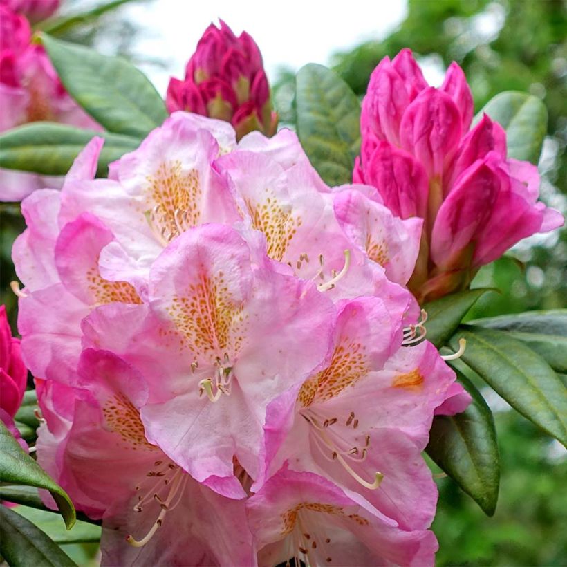 Rhododendron INKARHO Brigitte (Floración)