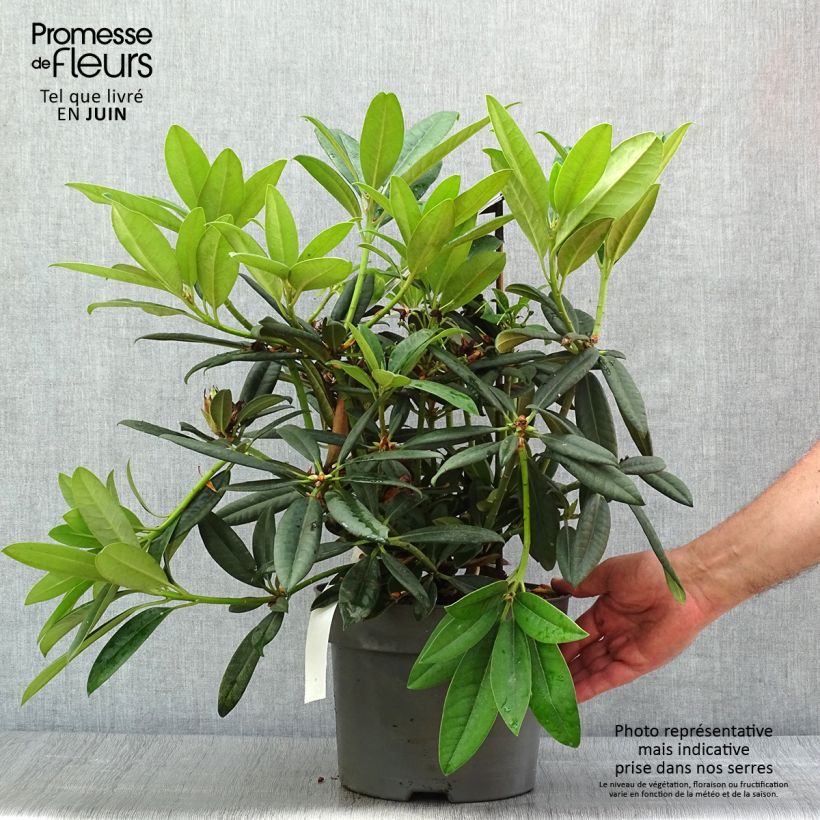 Ejemplar de Rhododendron INKARHO Brigitte Maceta 4L/5L entregado en verano