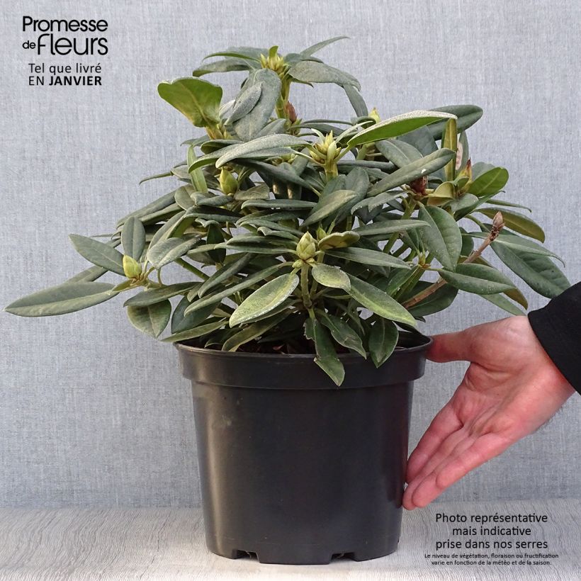 Rhododendron INKARHO Brigitte Maceta 4L/5L Ejemplar entregado en invierno