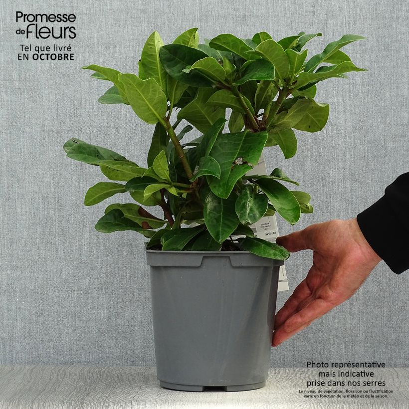 Ejemplar de Rhododendron INKARHO Furnivall's Daughter. Maceta 3L/4L entregado en otoño