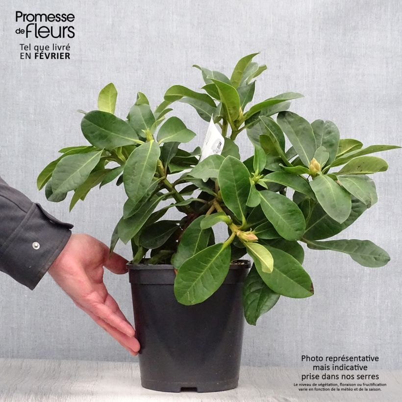 Rhododendron INKARHO Furnivall's Daughter. Maceta 3L/4L Ejemplar entregado en invierno