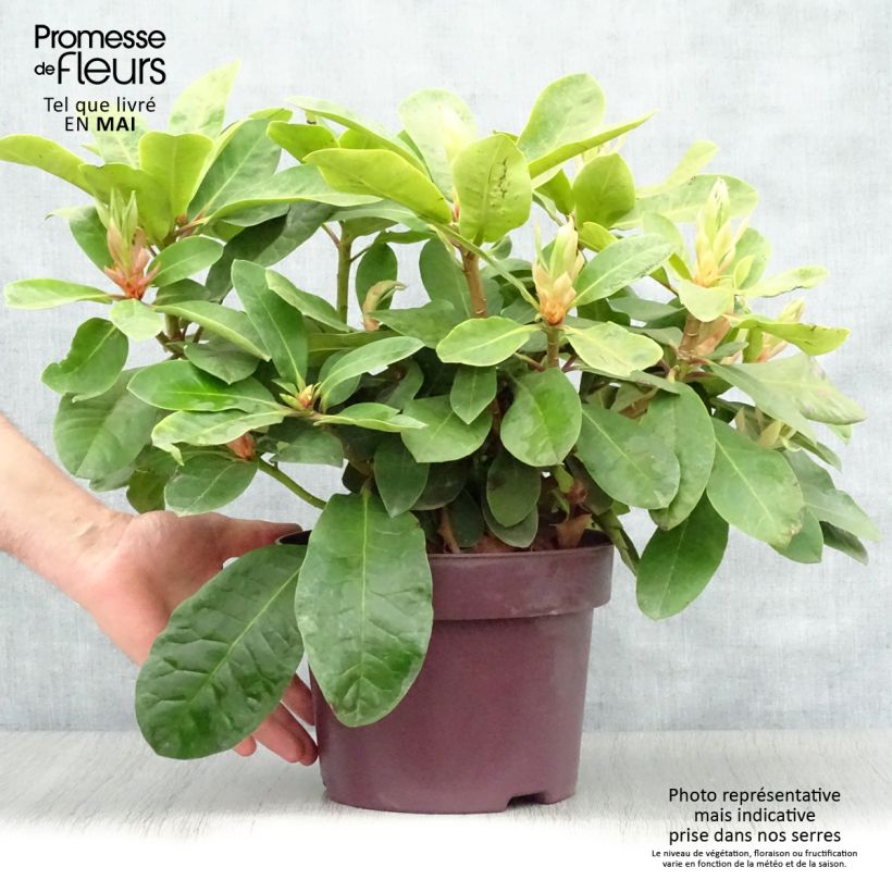 Rhododendron INKARHO Furnivall's Daughter. Maceta 3L/4L Ejemplar entregado en la primavera