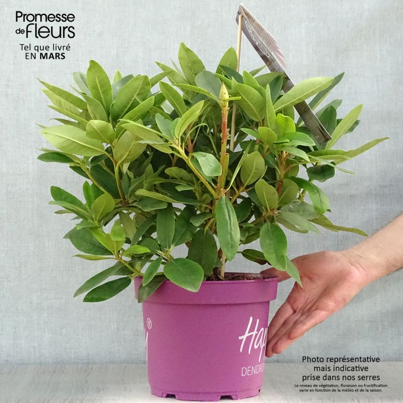 Rhododendron INKARHO Happydendron Pushy Purple Maceta 4L/5L Ejemplar entregado en la primavera