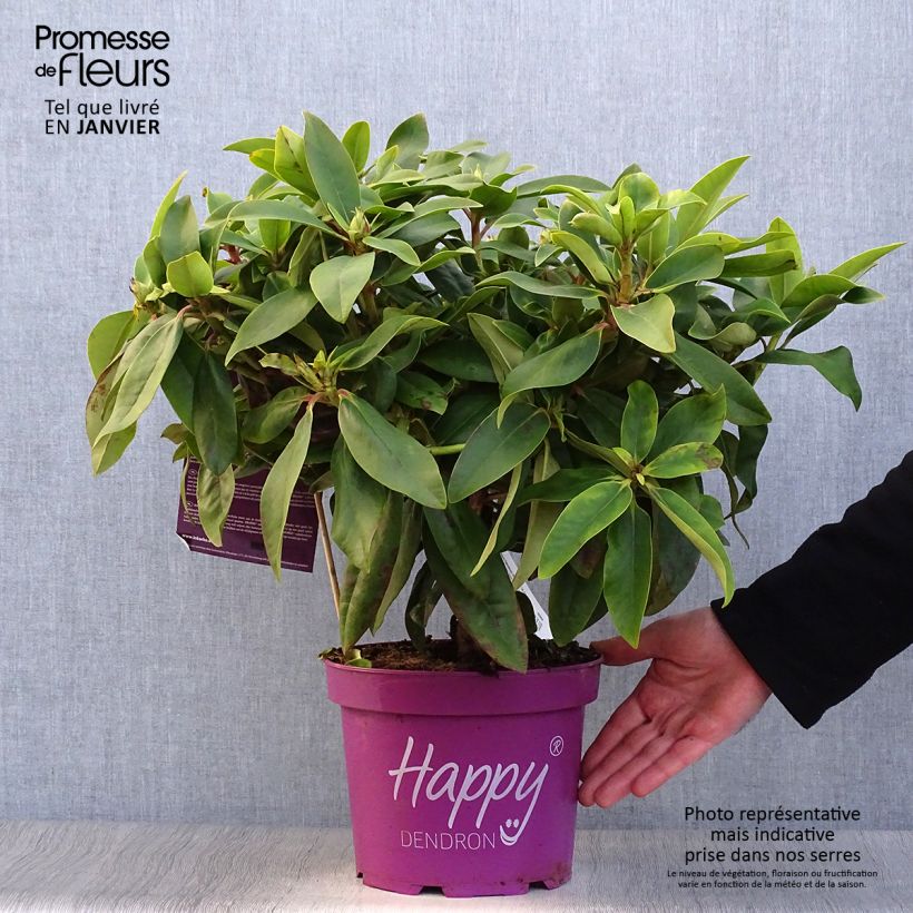 Rhododendron INKARHO Happydendron Pushy Purple Maceta 4L/5L Ejemplar entregado en invierno