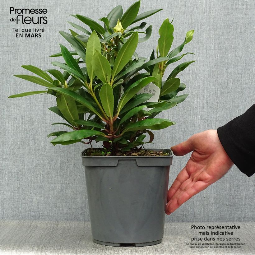 Rhododendron INKARHO Marcel Ménard Maceta 4L/5L Ejemplar entregado en la primavera