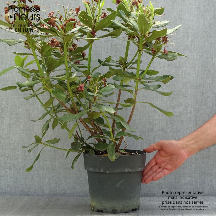 Ejemplar de Rhododendron INKARHO Nova Zembla Maceta 4L/5L entregado en verano
