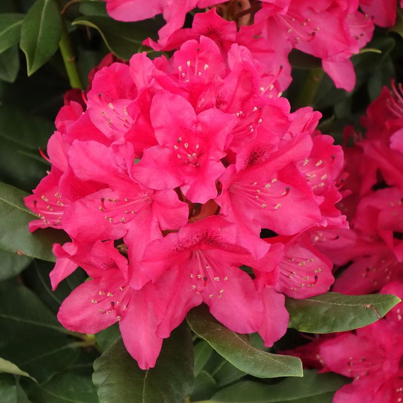 Rhododendron INKARHO Nova Zembla (Floración)
