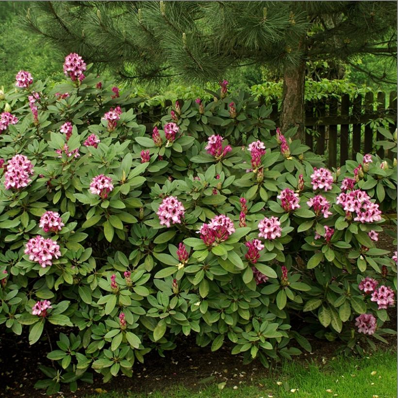 Rhododendron Kokardia (Porte)