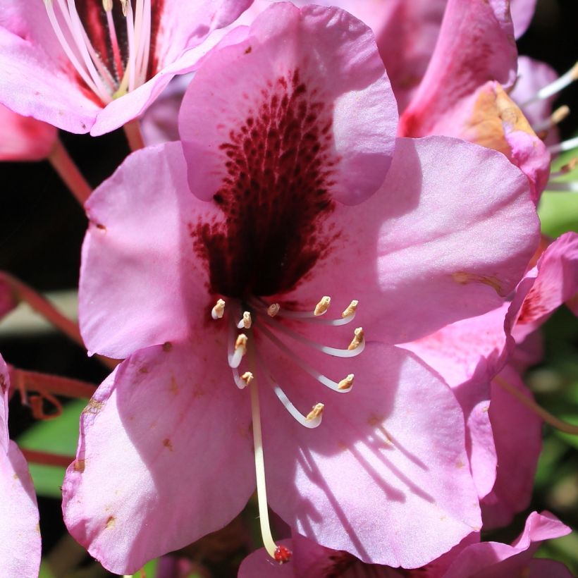 Rhododendron Kokardia (Floración)