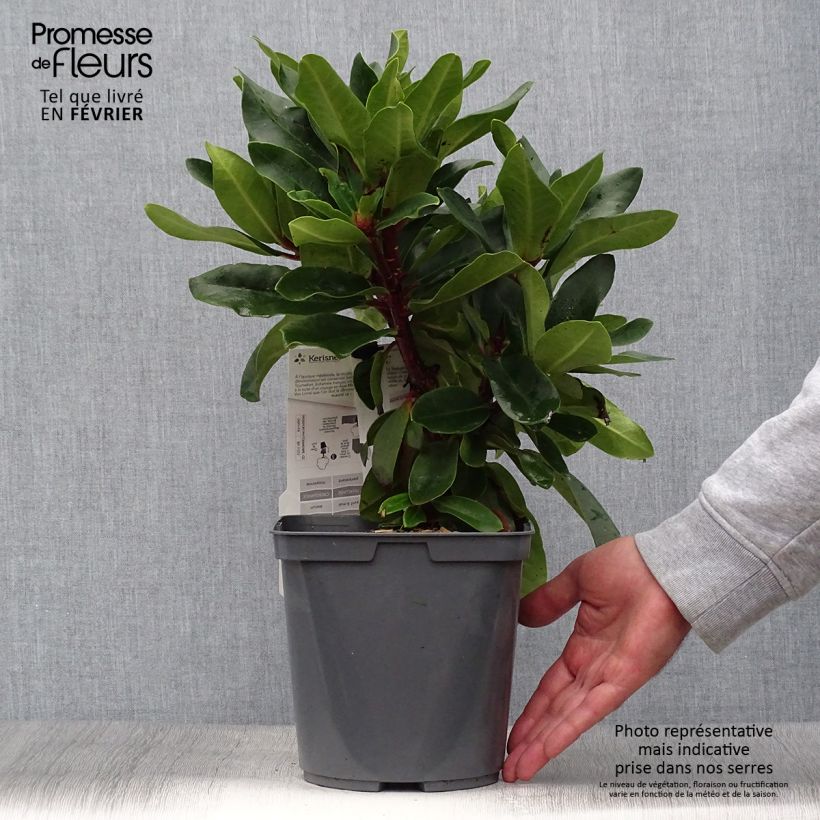 Ejemplar de Rhododendron Lem's Monarch Maceta 4L/5L entregado en otoño