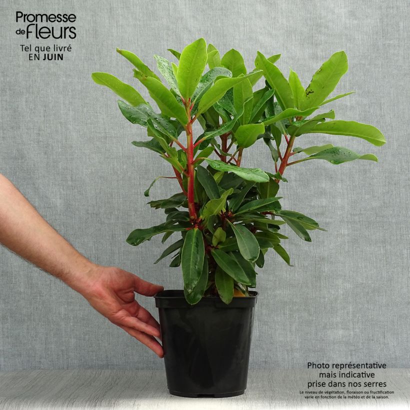 Ejemplar de Rhododendron Lem's Monarch Maceta 4L/5L entregado en verano