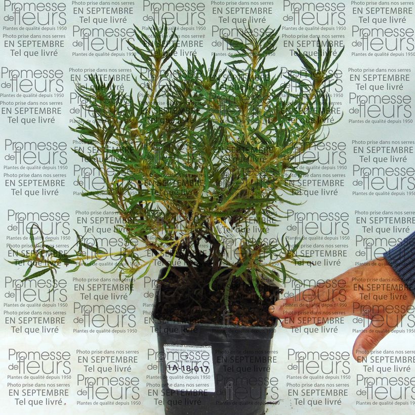 Ejemplo de ejemplar de Rhododendron macrosepalum Linearifolium Maceta 2L/3L tal y como se entrega