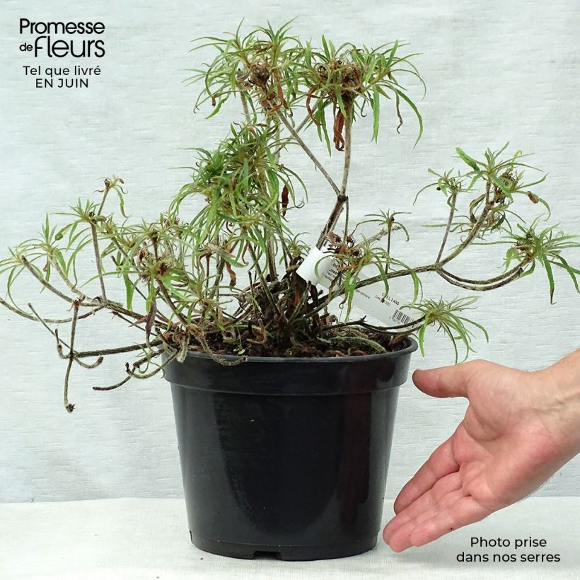 Ejemplar de Rhododendron macrosepalum Linearifolium Maceta 4L/5L entregado en verano