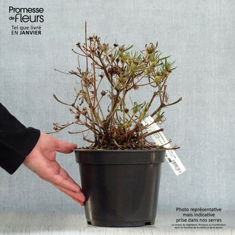 Rhododendron macrosepalum Linearifolium Maceta 4L/5L Ejemplar entregado en invierno