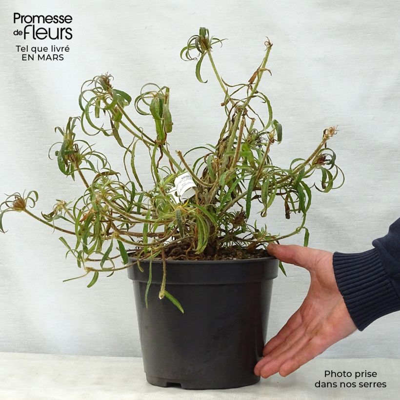 Rhododendron macrosepalum Linearifolium Maceta 4L/5L Ejemplar entregado en la primavera