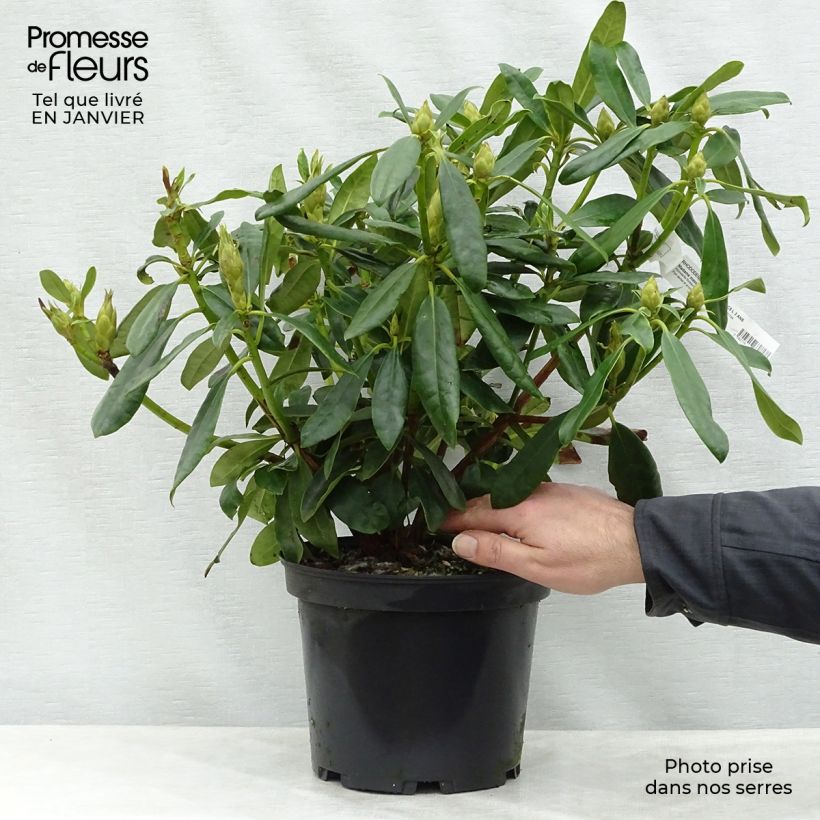 Rhododendron Madame Masson Maceta 4L/5L Ejemplar entregado en invierno