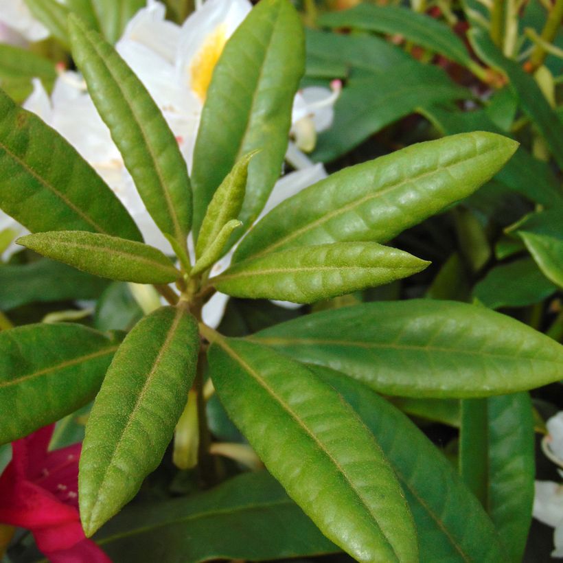 Rhododendron Madame Masson (Follaje)