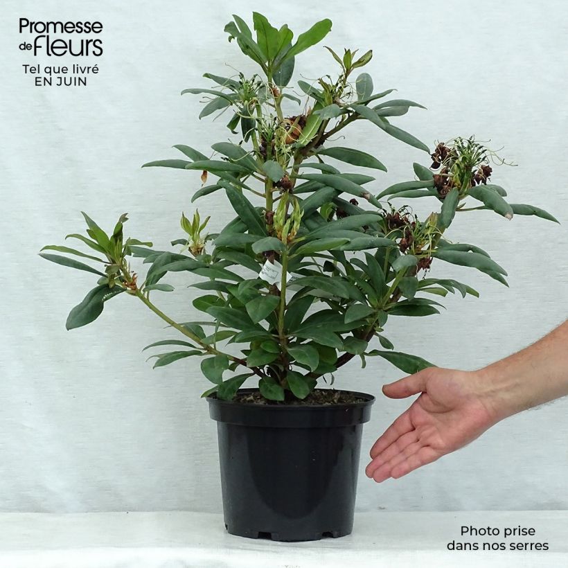 Ejemplar de Rhododendron Marcel Ménard Maceta 3L/4L entregado en verano