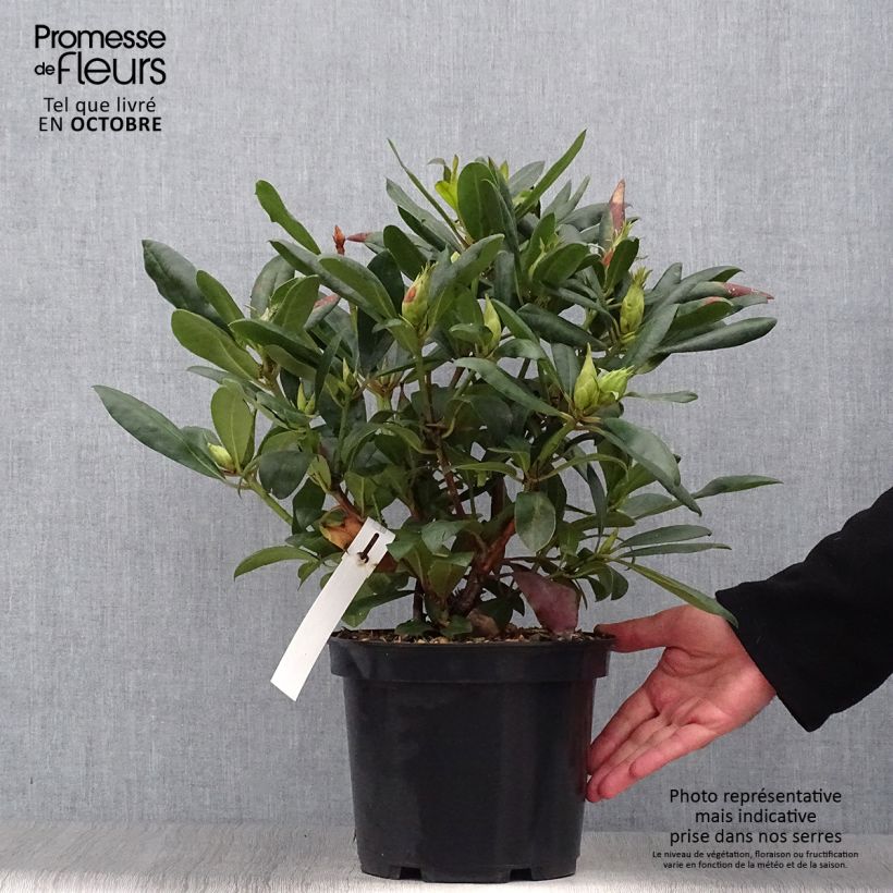 Ejemplar de Rhododendron Marcel Ménard Maceta 3L/4L entregado en otoño
